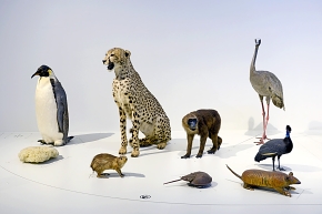 museum voor natuurwetenschappen brussel 11-2022 5620